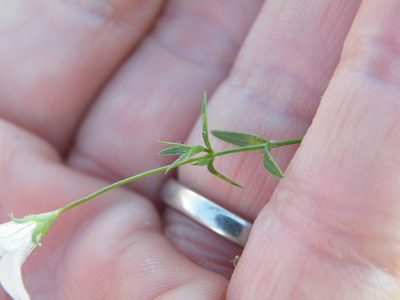 Wahlenbergia stellarioides, photographed by Antoinette Eyssell Knox