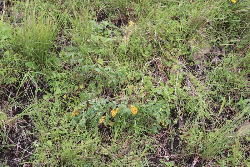 Searsia carnosula, photographed by Tony Rebelo