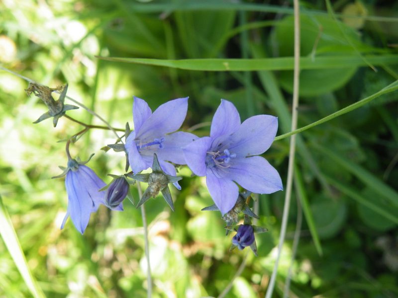 Wahlenbergia cuspidata, photographed by Antoinette Eyssell Knox