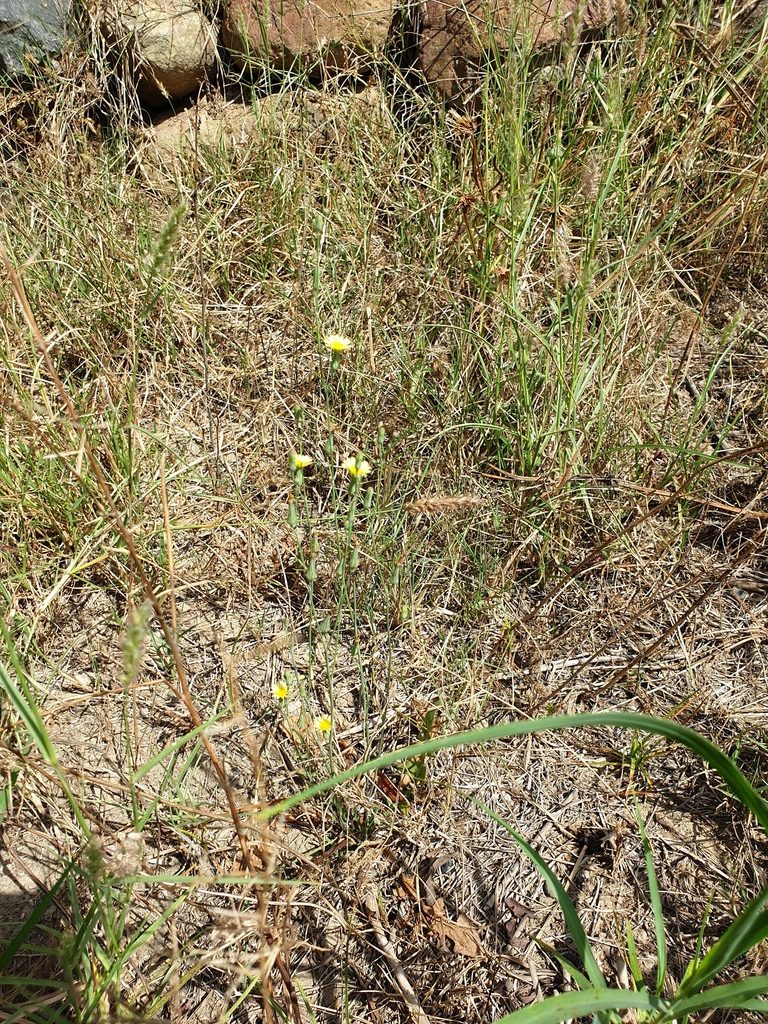 Launaea procumbens, photographed by Jacky Judas