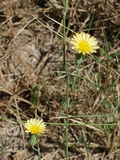 Launaea procumbens, photographed by Jacky Judas