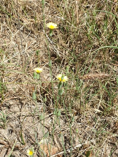 Launaea procumbens, photographed by Jacky Judas