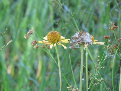 Helenium drummondii, photographed by Laura Clark