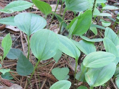 Trillium texanum, photographed by Laura Clark