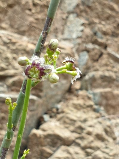 Periploca aphylla, photographed by Jacky Judas