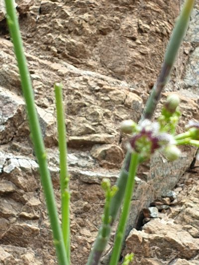 Periploca aphylla, photographed by Jacky Judas