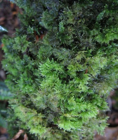 Camptochaete arbuscula, photographed by John Steel