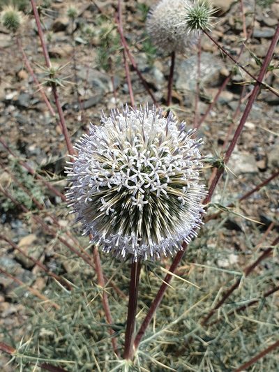 Echinops erinaceus, photographed by Jacky Judas