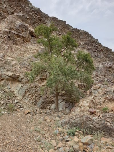 Ziziphus spina-christi, photographed by Jacky Judas