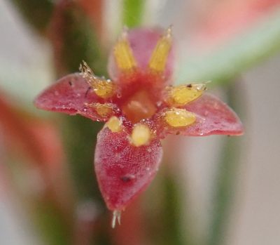 Struthiola parviflora, photographed by Nicola van Berkel