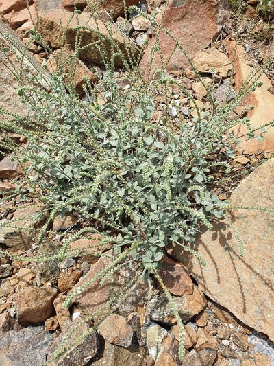 Heliotropium calcareum, photographed by Jacky Judas