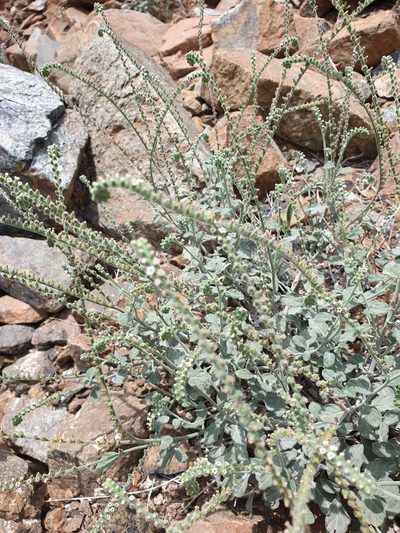 Heliotropium calcareum, photographed by Jacky Judas