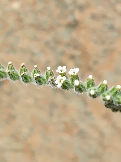 Heliotropium calcareum, photographed by Jacky Judas