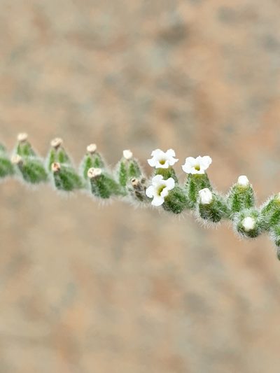 Heliotropium calcareum, photographed by Jacky Judas
