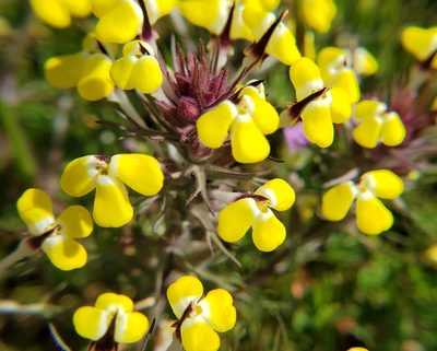 Triphysaria eriantha, photographed by Mary Grim