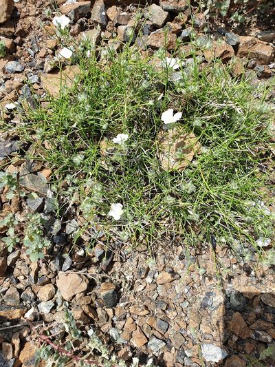 Convolvulus virgatus, photographed by Jacky Judas