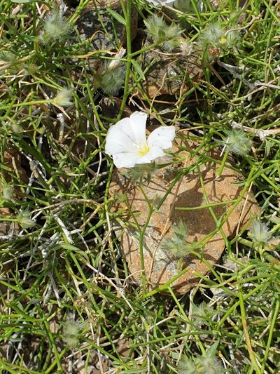 Convolvulus virgatus, photographed by Jacky Judas