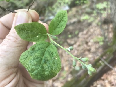 Styrax grandifolius, photographed by Alan Weakley