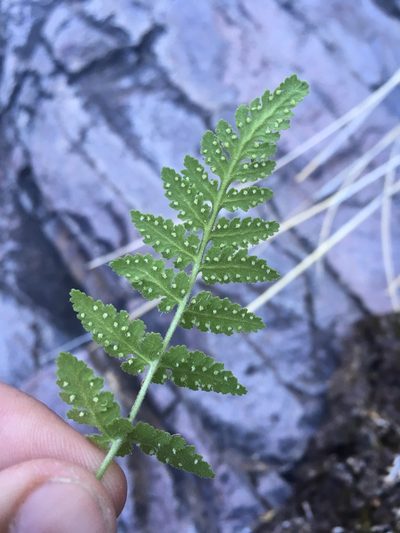 Woodsia plummerae, photographed by Cecelia Alexander