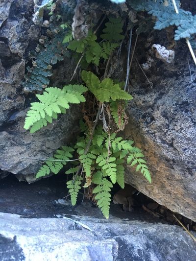 Woodsia plummerae, photographed by Cecelia Alexander