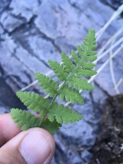 Woodsia plummerae, photographed by Cecelia Alexander
