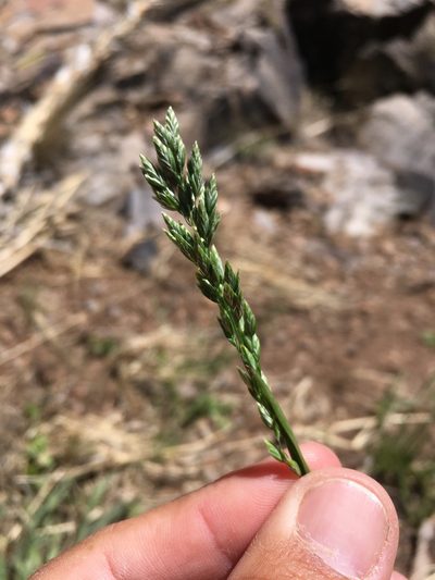 Poa bigelovii, photographed by Cecelia Alexander