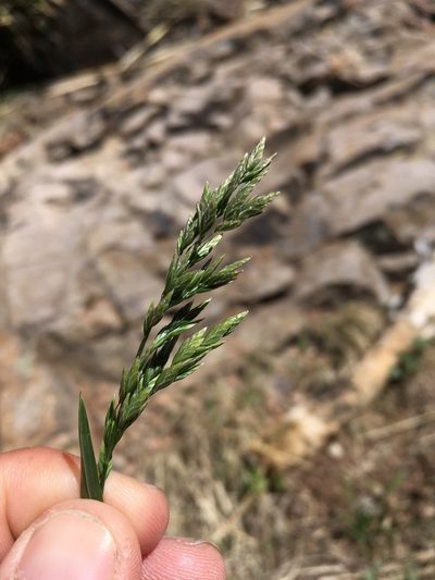 Poa bigelovii, photographed by Cecelia Alexander