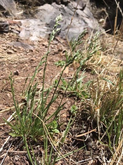 Poa bigelovii, photographed by Cecelia Alexander