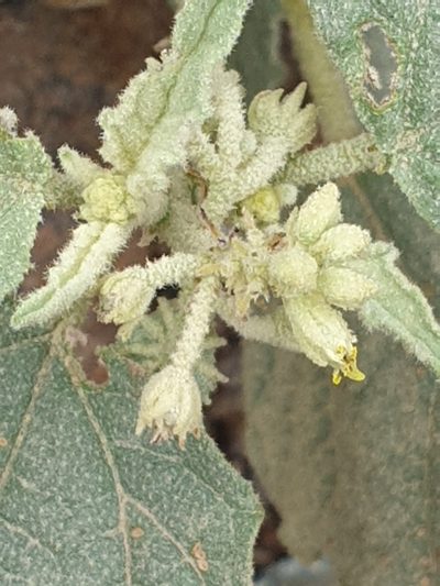 Chrozophora oblongifolia, photographed by Jacky Judas