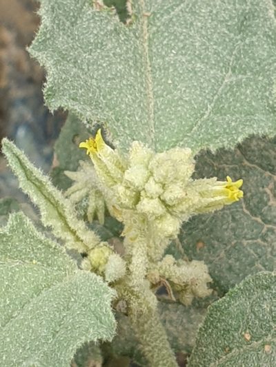 Chrozophora oblongifolia, photographed by Jacky Judas