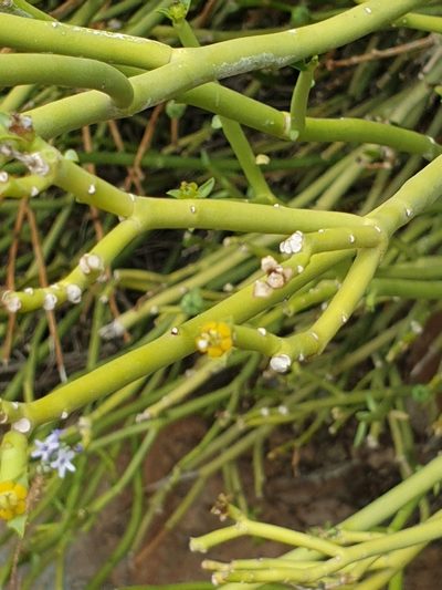 Euphorbia larica, photographed by Jacky Judas