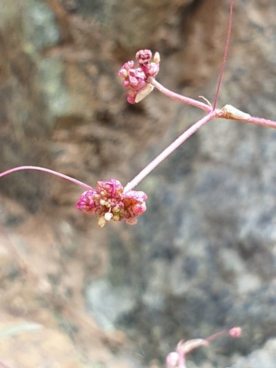 Boerhavia elegans, photographed by Jacky Judas