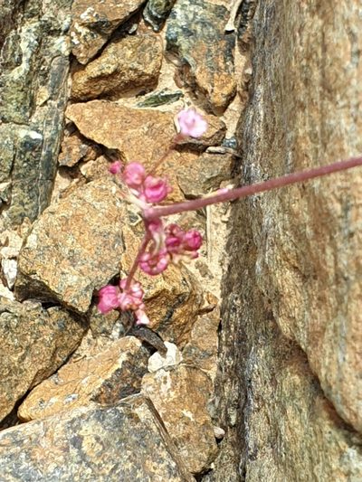 Boerhavia elegans, photographed by Jacky Judas
