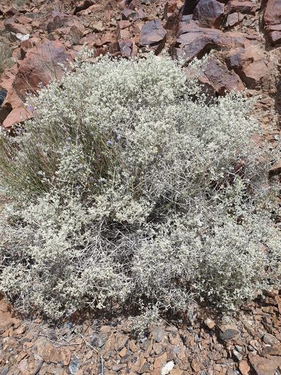 Plocama aucheri, photographed by Jacky Judas