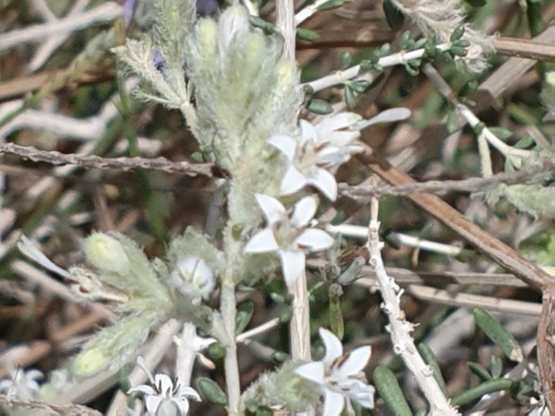 Plocama aucheri, photographed by Jacky Judas