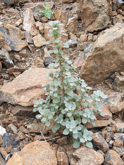 Forsskaolea tenacissima, photographed by Jacky Judas
