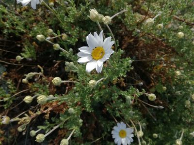 Anthemis maritima, photographed by Davide Puddu