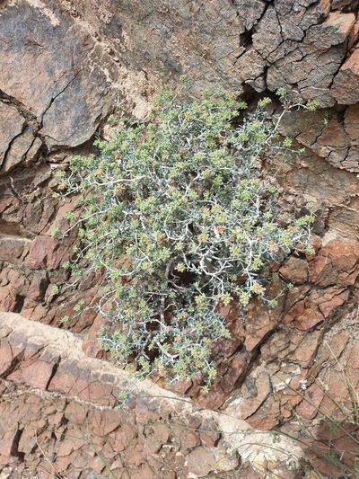 Gymnocarpos decander, photographed by Jacky Judas