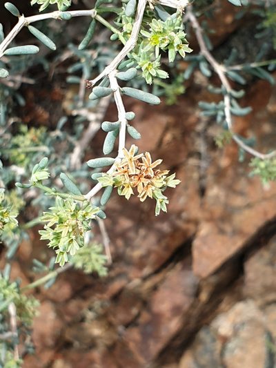 Gymnocarpos decander, photographed by Jacky Judas