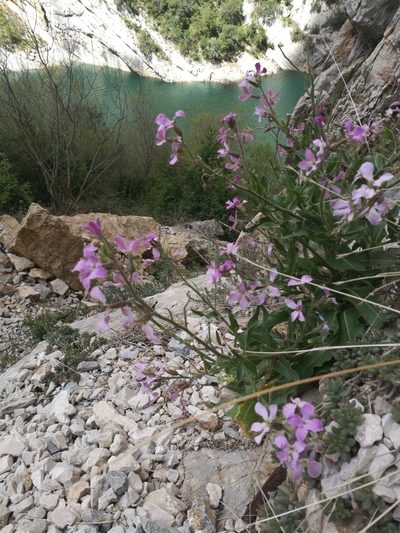 Hesperis laciniata, photographed by Mattia Menchetti
