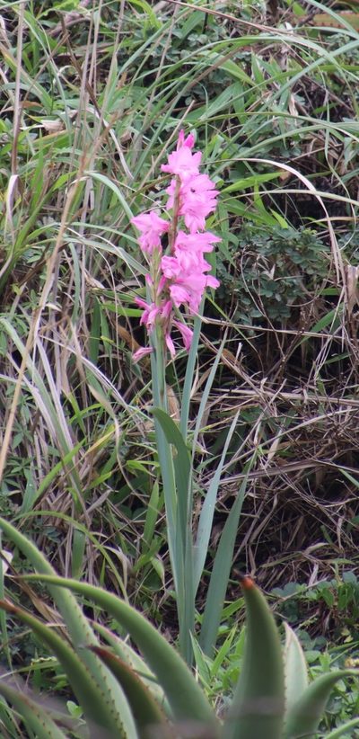 Gladiolus ochroleucus, photographed by Tony Rebelo
