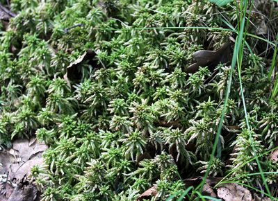 Sphagnum centrale, photographed by Dmitriy Bochkov