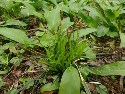 Carex ornithopoda, photographed by carnifex