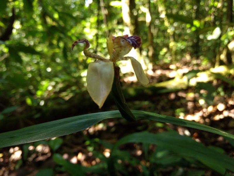 Trimezia variegata, photographed by Diana Fuentes