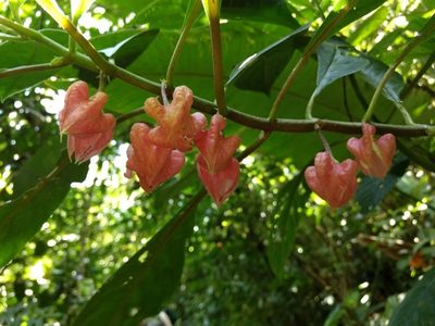 Drymonia strigosa, photographed by Diana Fuentes