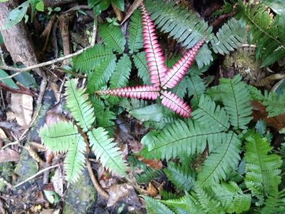 Adiantum tetraphyllum, photographed by Diana Fuentes