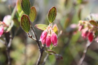 Gaylussacia buxifolia, photographed by Andrés Ramírez-Barrera