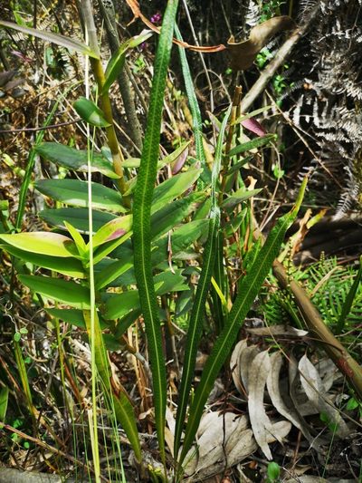 Campyloneurum amphostenon, photographed by Andrés Ramírez-Barrera
