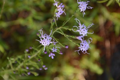 Liatris gracilis, photographed by Siddarth Machado