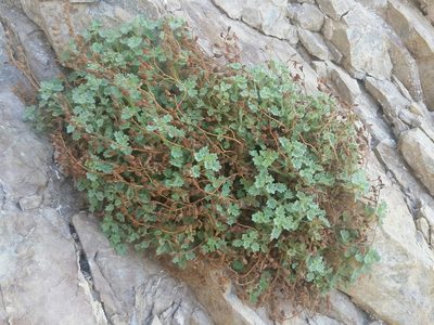 Phacelia perityloides, photographed by Jim Morefield